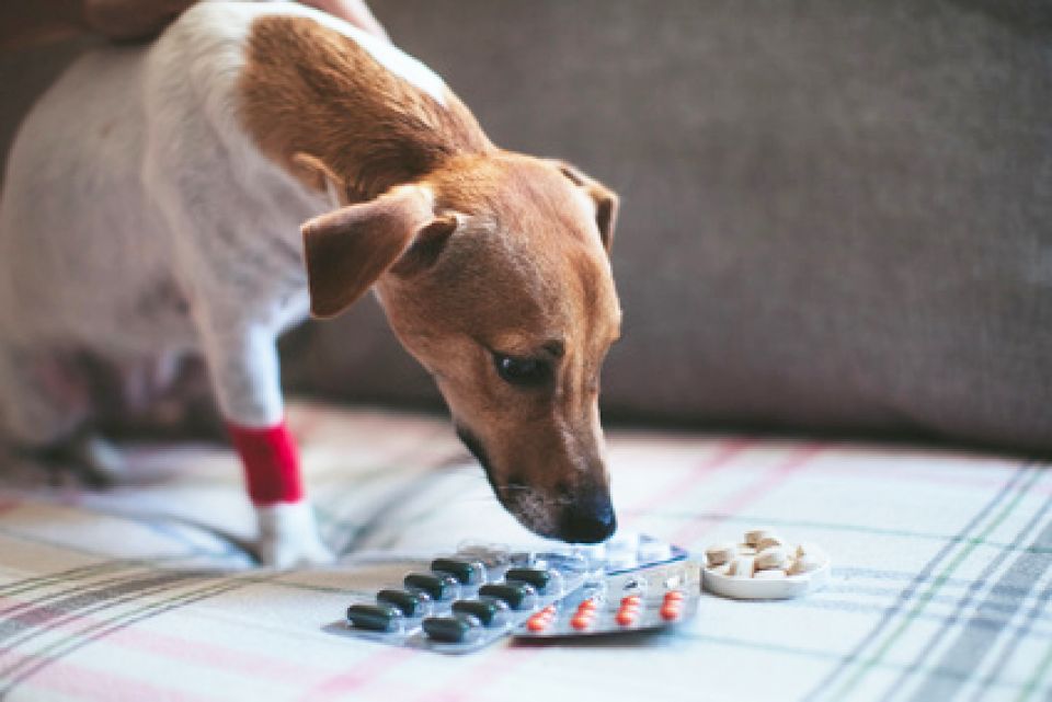 Jak pomoci psovi od bolesti?